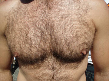 Image thumbnail of Gay bears