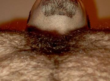 Image thumbnail of Gay bears