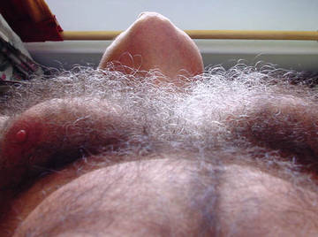 Image thumbnail of Gay bears