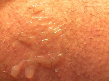 Image thumbnail of Gay bears