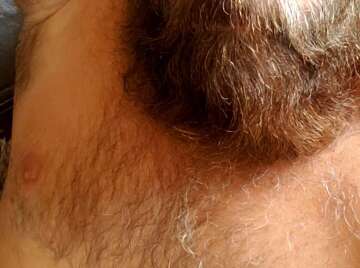 Image thumbnail of Gay bears