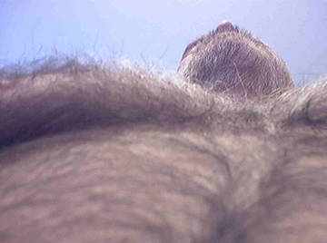 Gay bear - General Chests Hairy Beards
