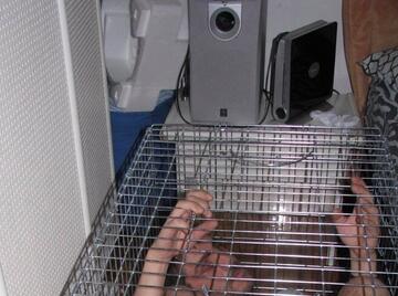 Image thumbnail of Gay kinksters